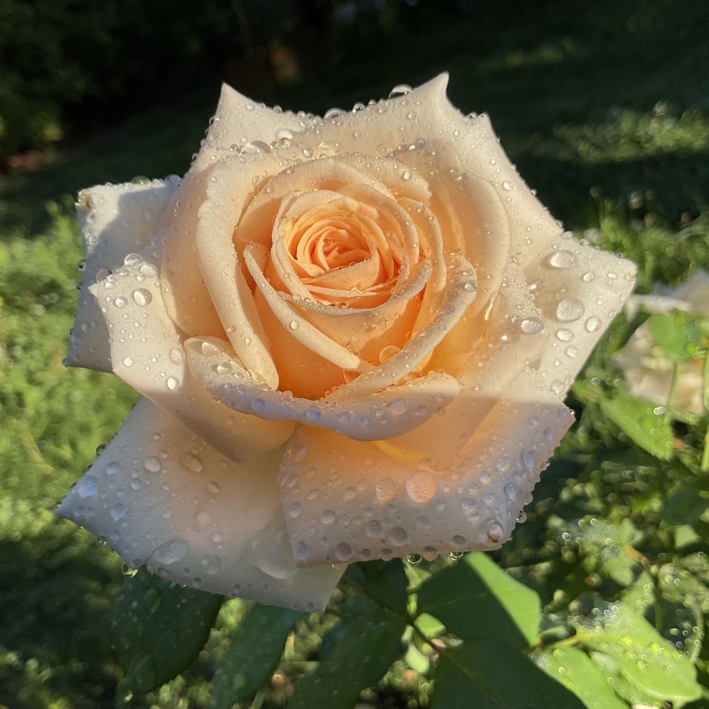 Rosa Courage - Rose ibrida di tea