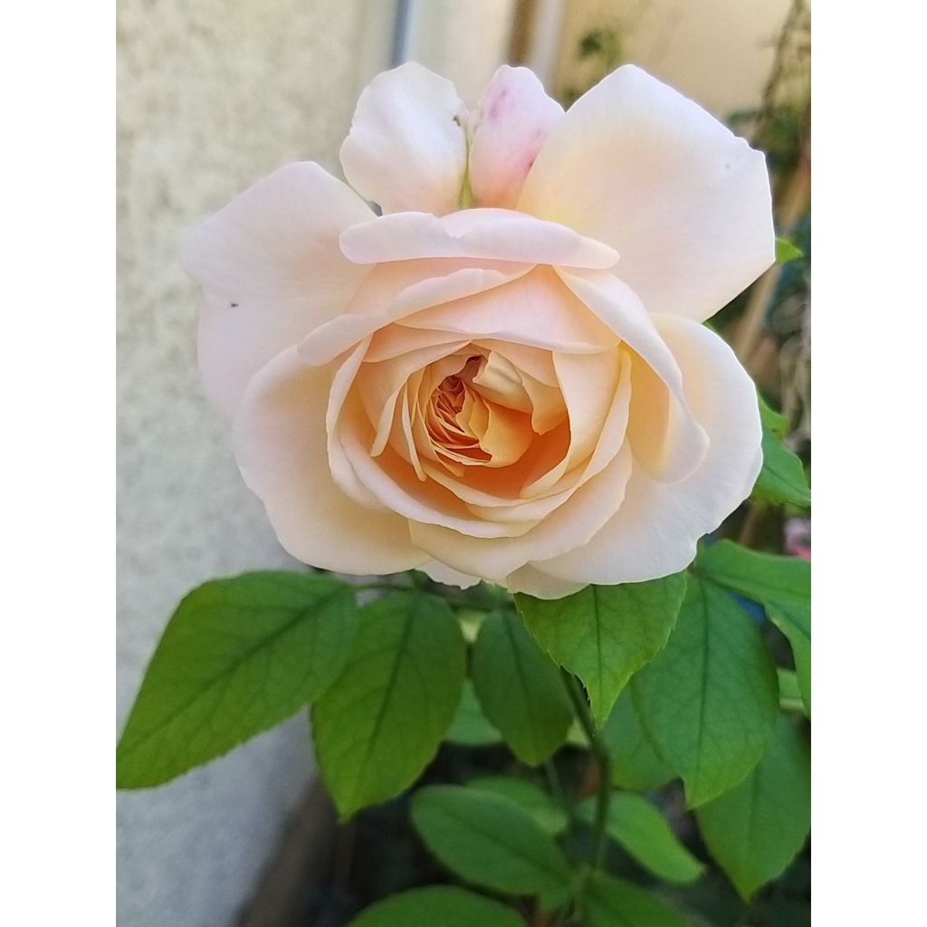 Rosa Domaine de Chantilly - Rose ibrida di tea