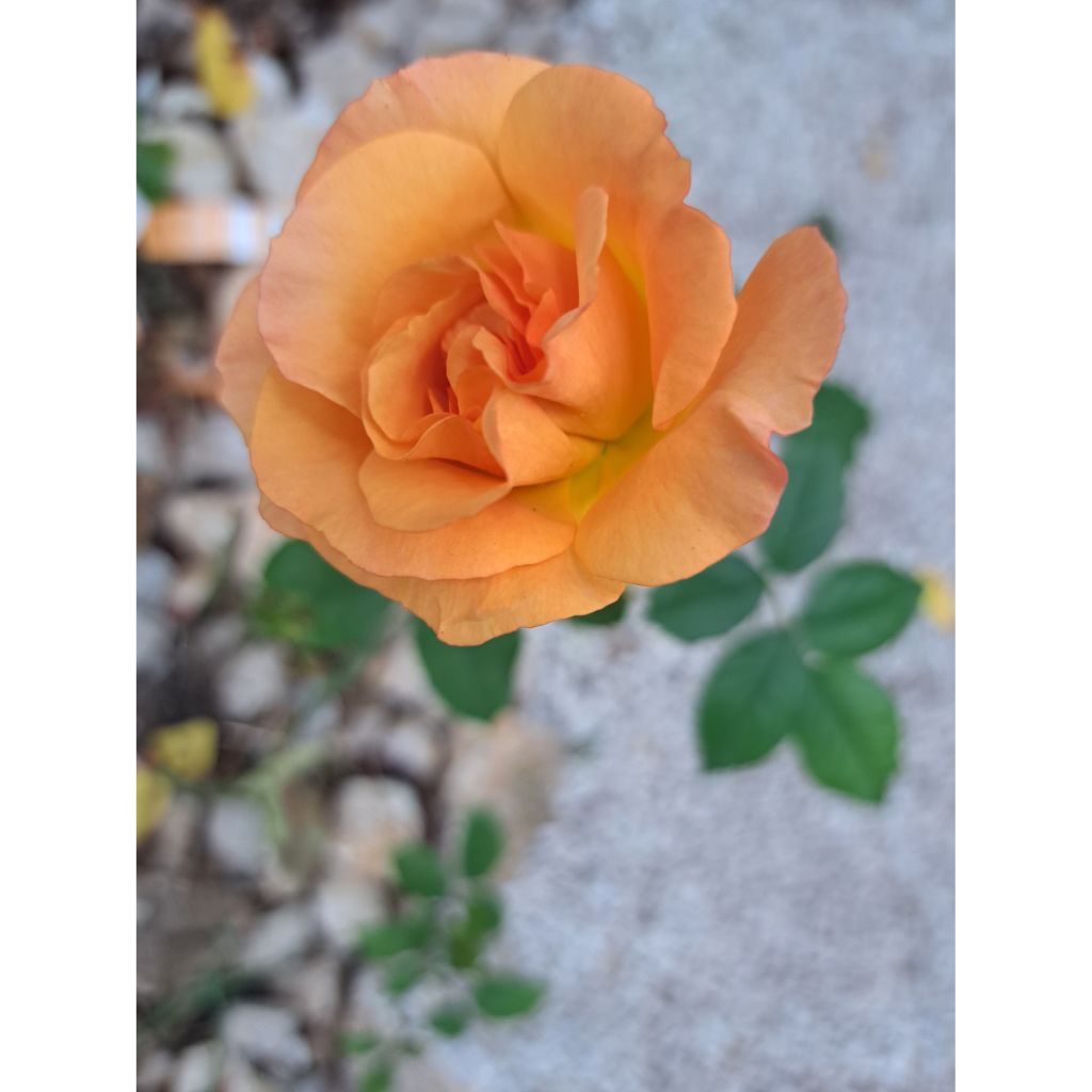 Rosa Ibiza - Rose ibrida di tea