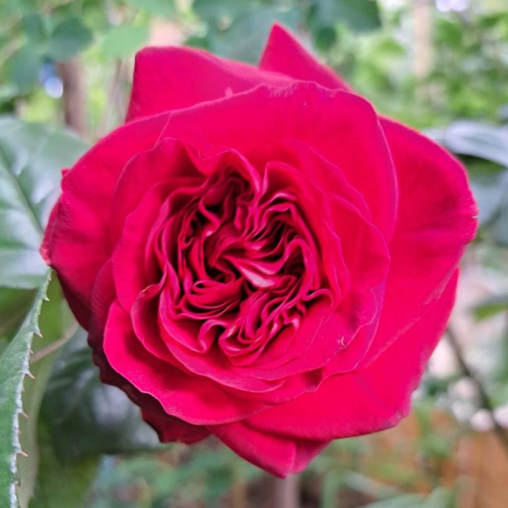 Rosa La rose Monsieur