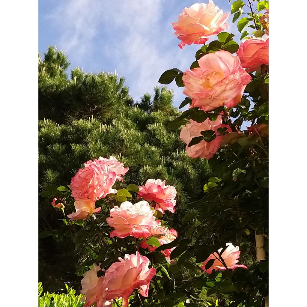 Rosa Laeticia Casta