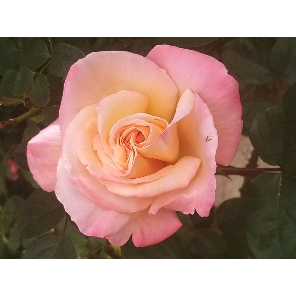 Rosa Laeticia Casta