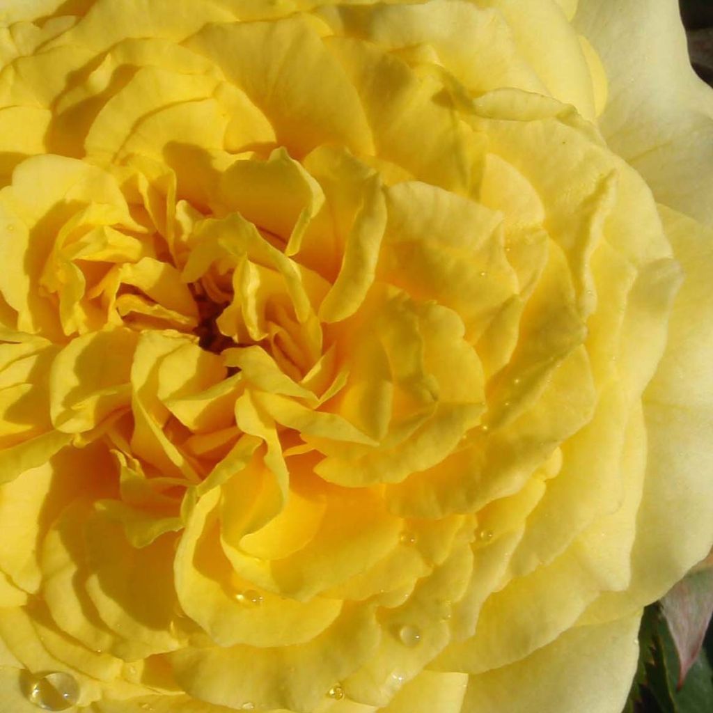 Rosa Les Années Folles La Rotonde