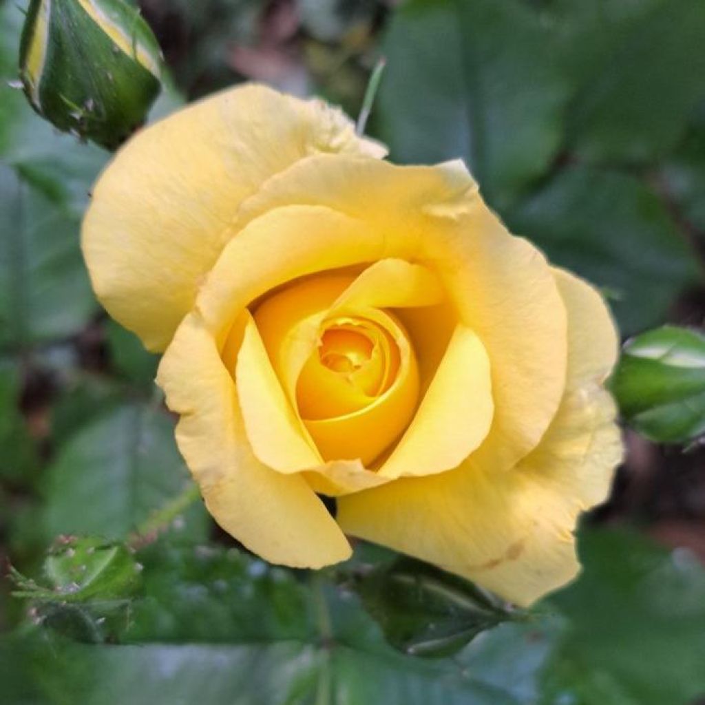Rosa Les Années Folles La Rotonde
