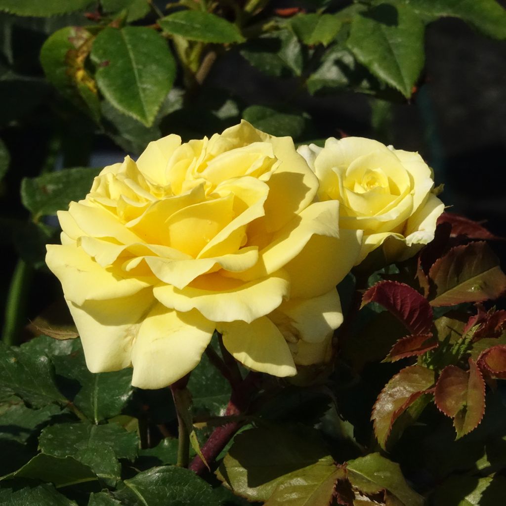 Rosa Les Années Folles La Rotonde
