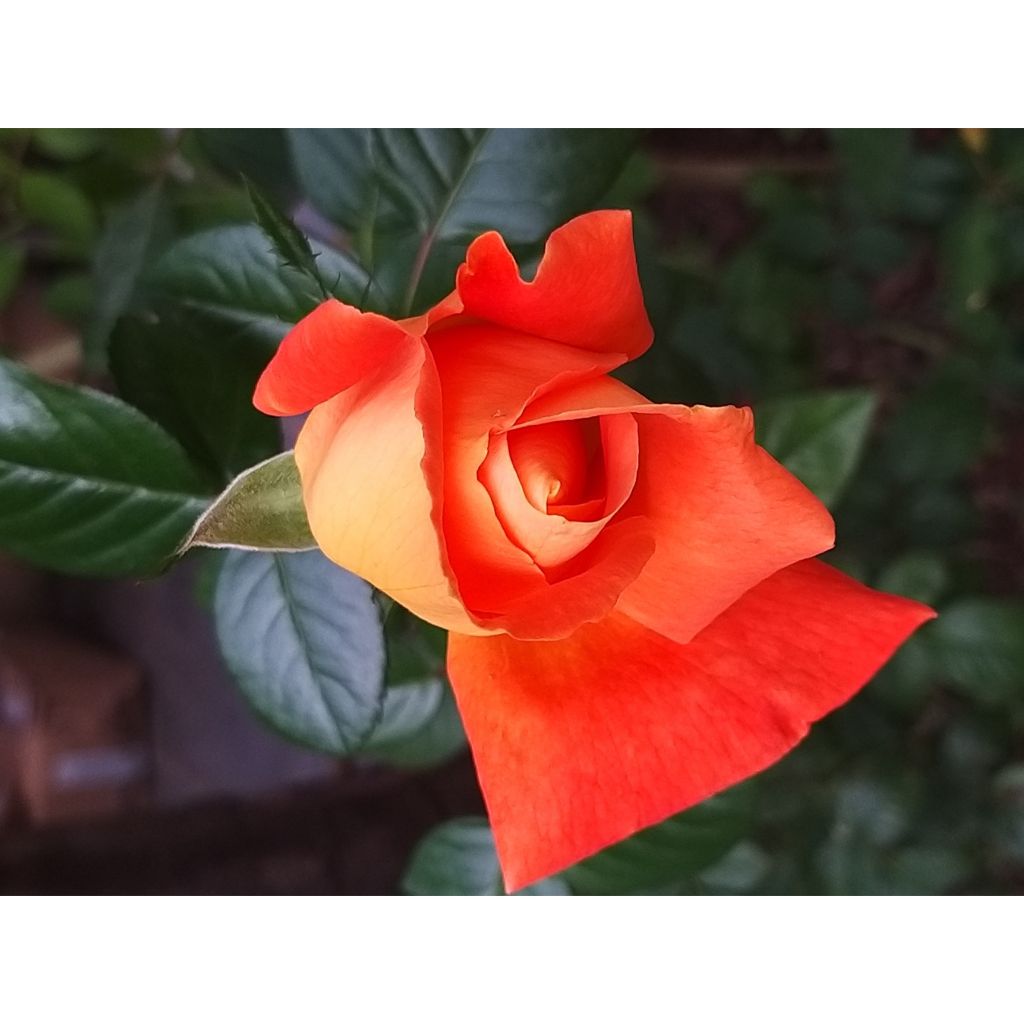 Rosa Louis de Funes