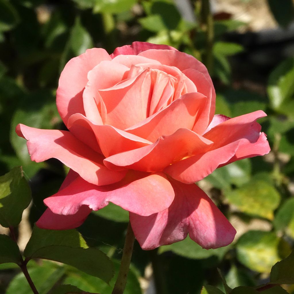 Rosa Mademoiselle Meilland - Rose ibrida di tea