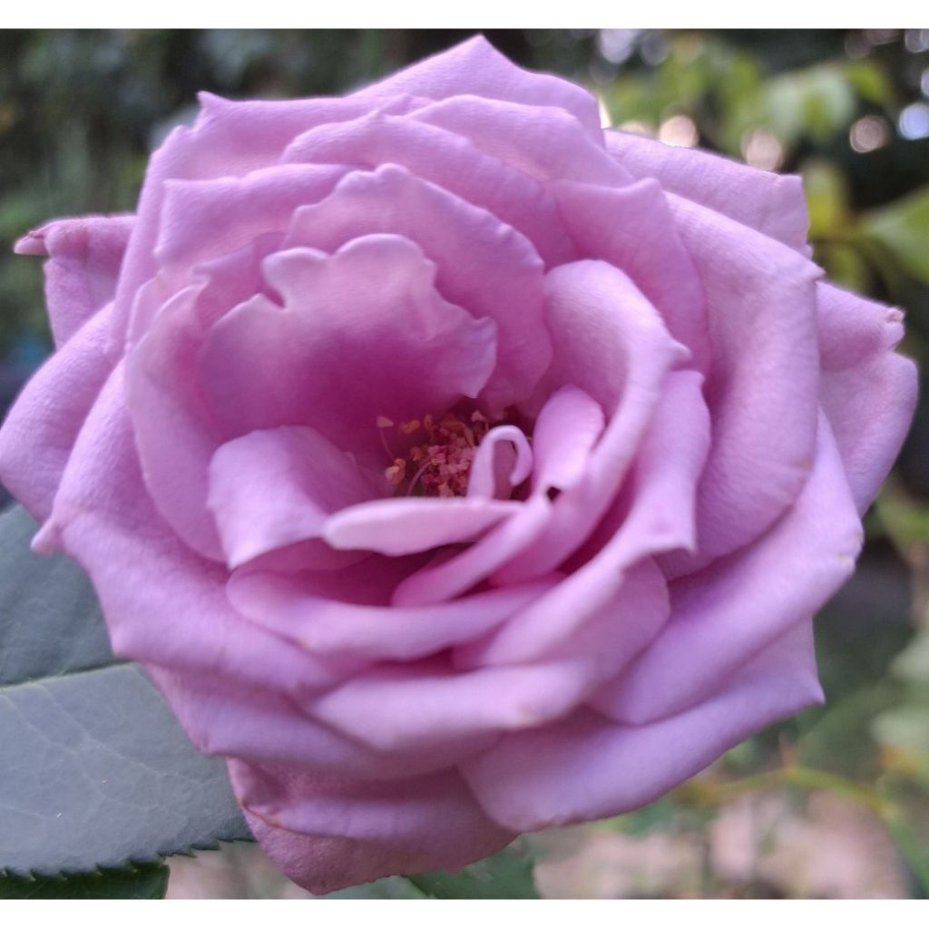 Rosa Mamy Blue - Rose ibrida di tea