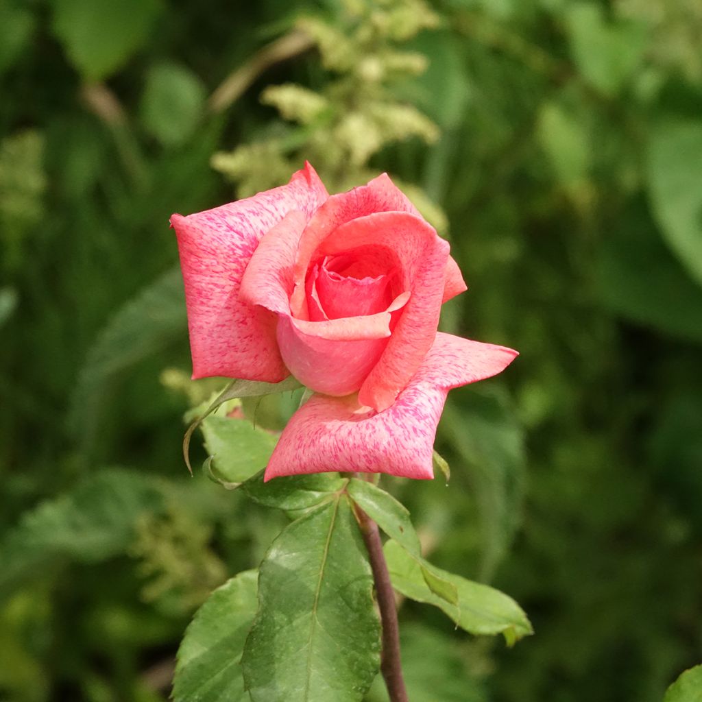 Rosa Pierre Cardin - Rose ibrida di tea
