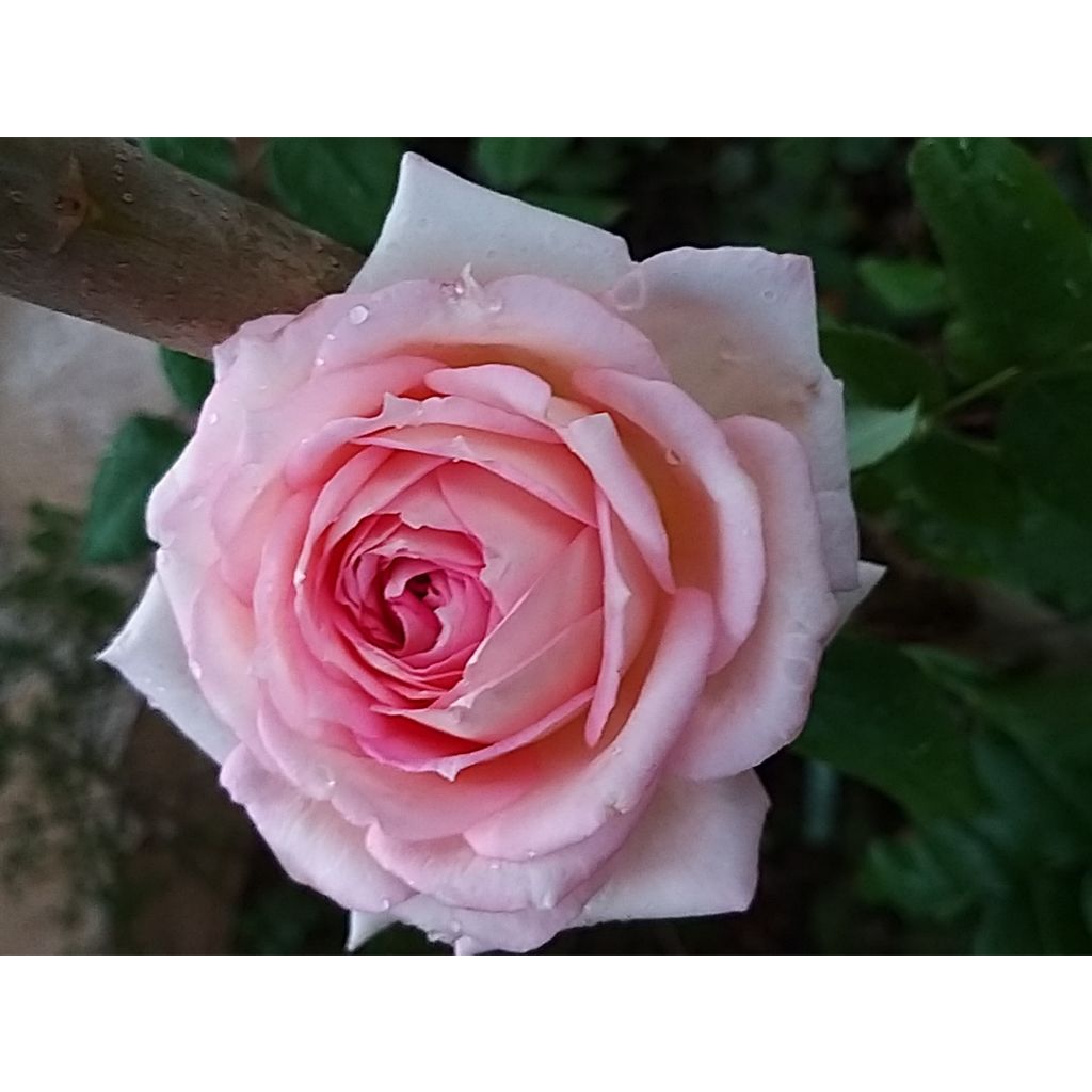 Rosa Ragazza Adalekov