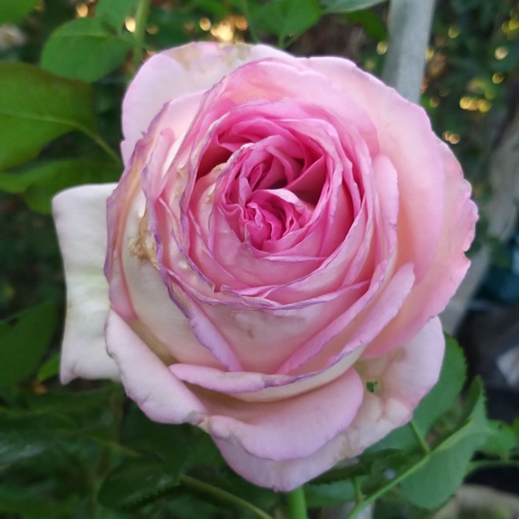 Rosa Ragazza Adalekov