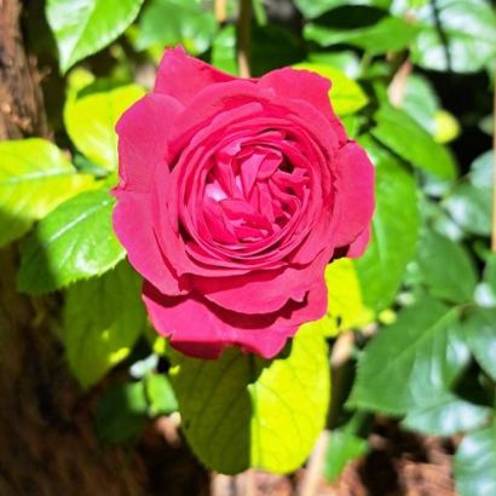 Rosa Rose Clos Vougeot - Rose ibrida di tea