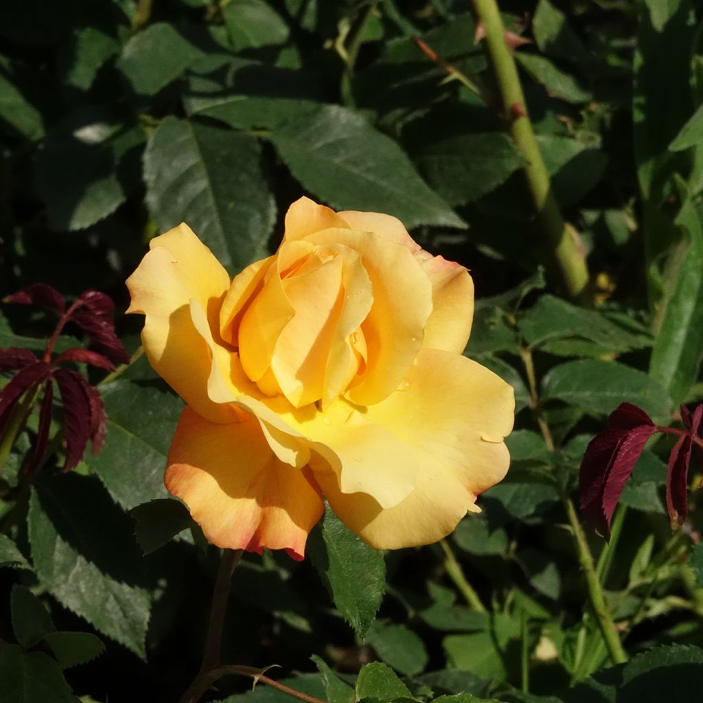 Rosa Sunny Sky - Rose ibrida di tea