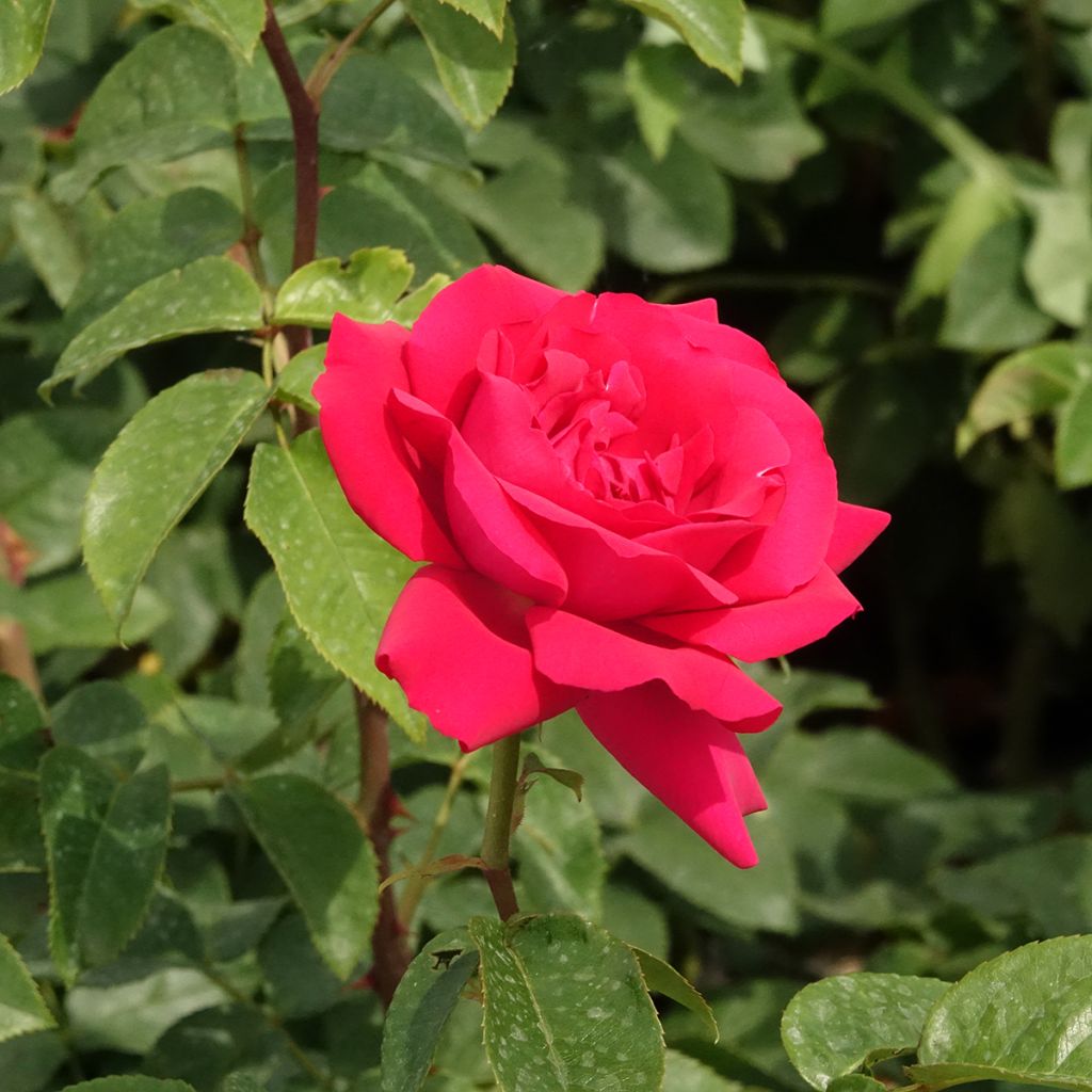 Rosa Velasquez - Rose ibrida di tea