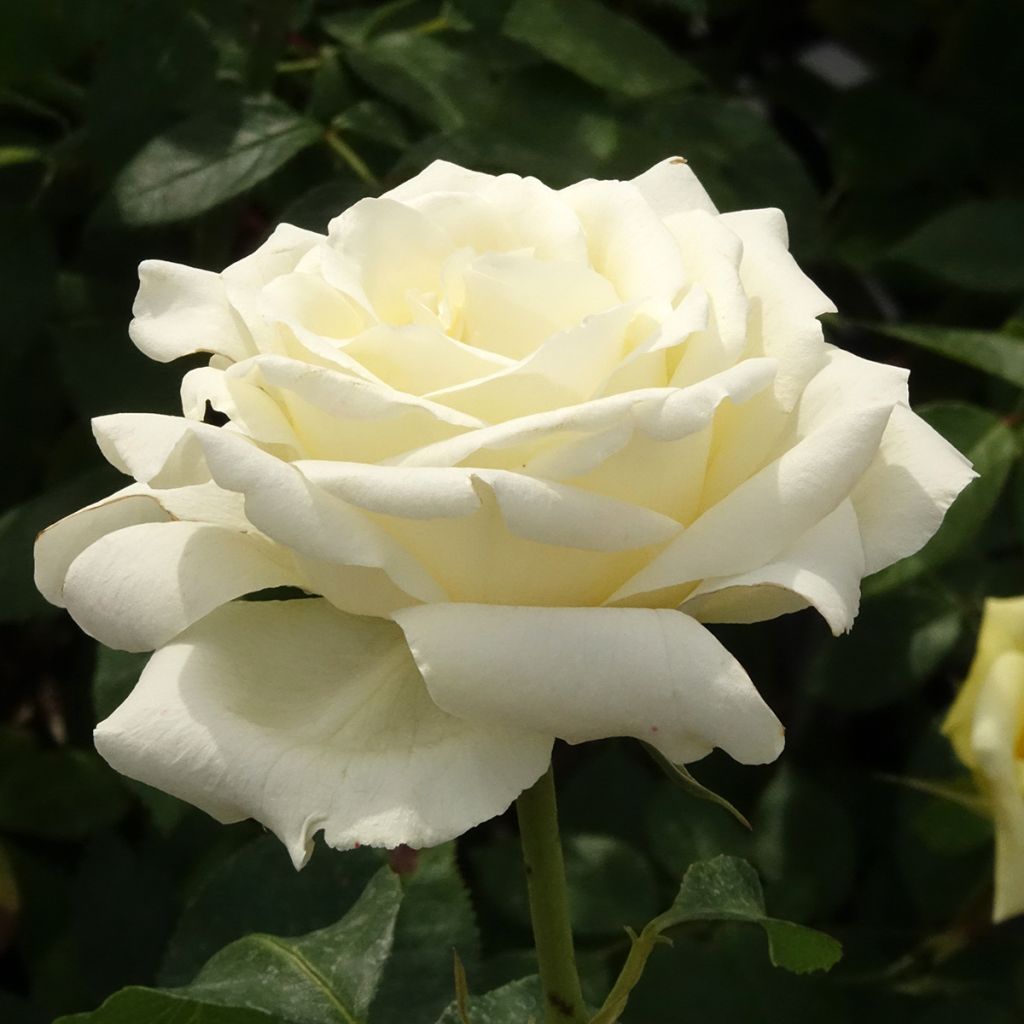 Rosa White Symphony
