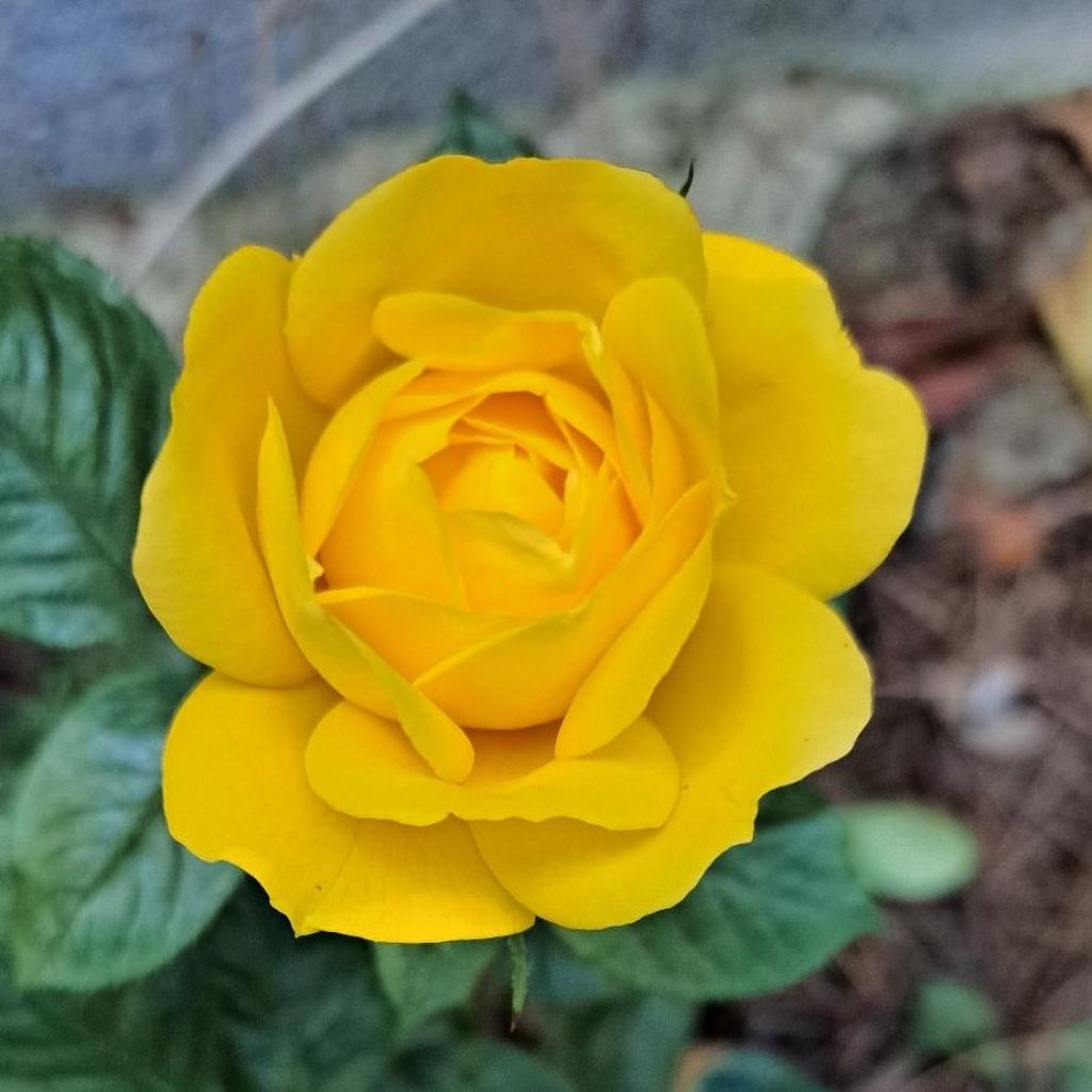 Rosa polyantha Arthur Bell