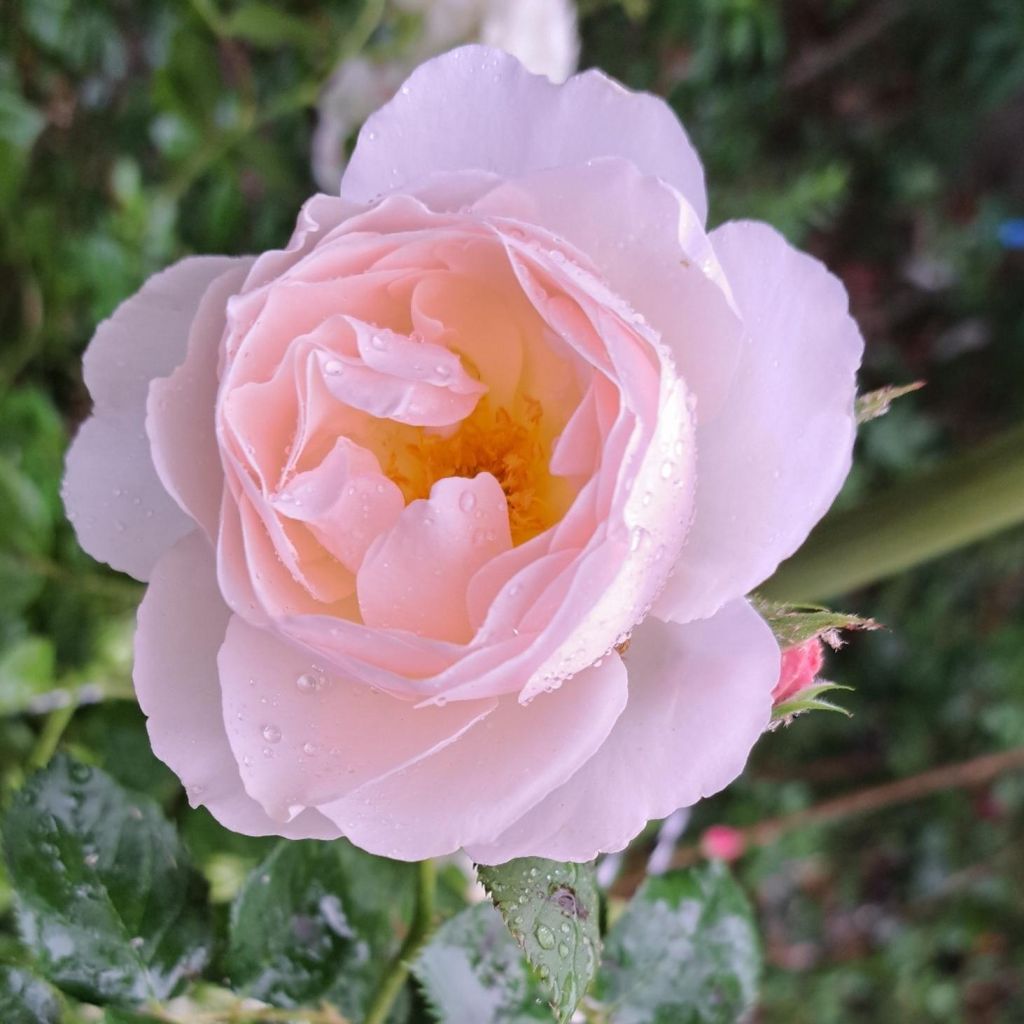 Rosa polyantha Pear