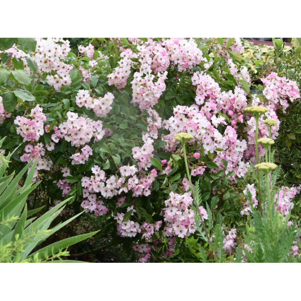 Rosai ad arbusto Ballerina