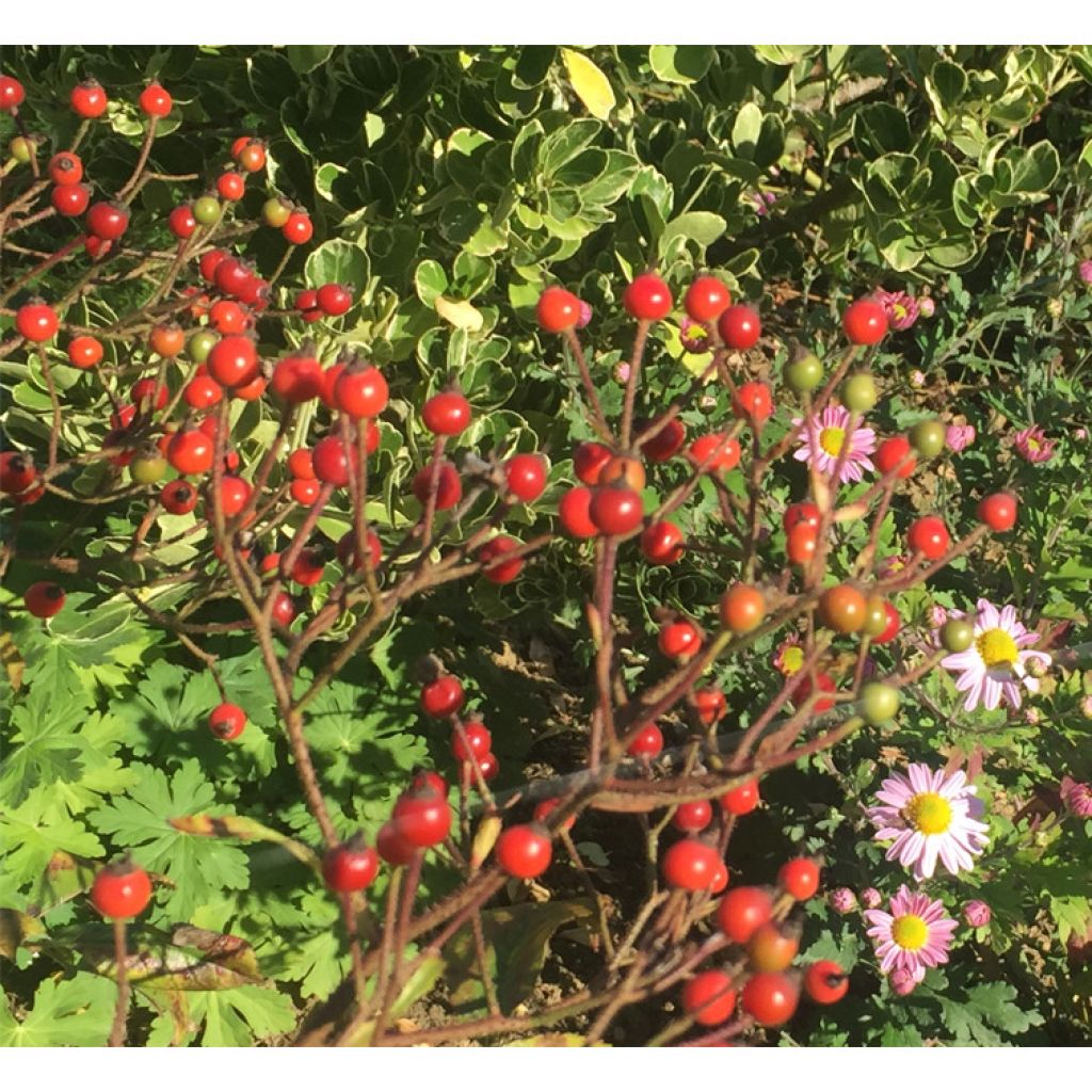 Rosai ad arbusto Ballerina