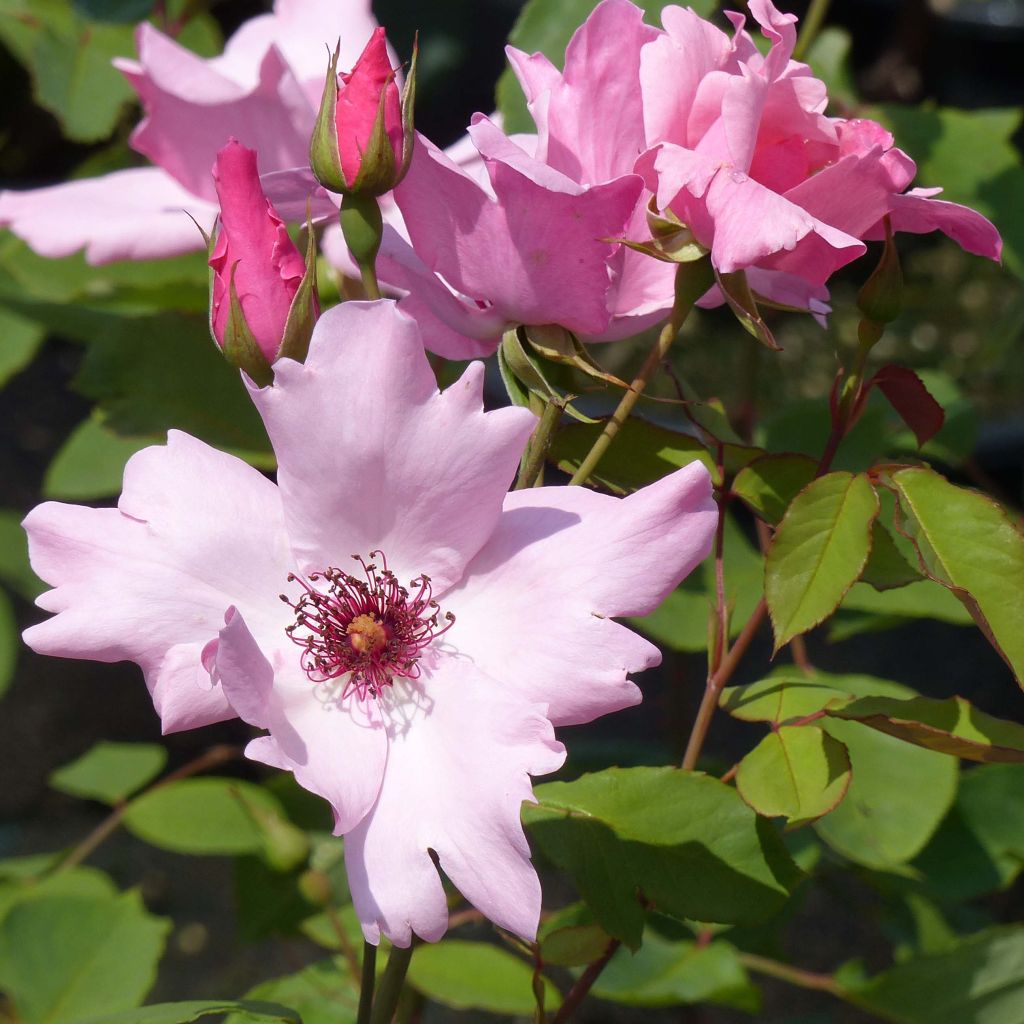 Rosa antica Dainty Bess