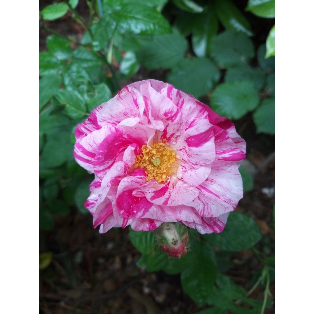 Rosa gallica Versicolor