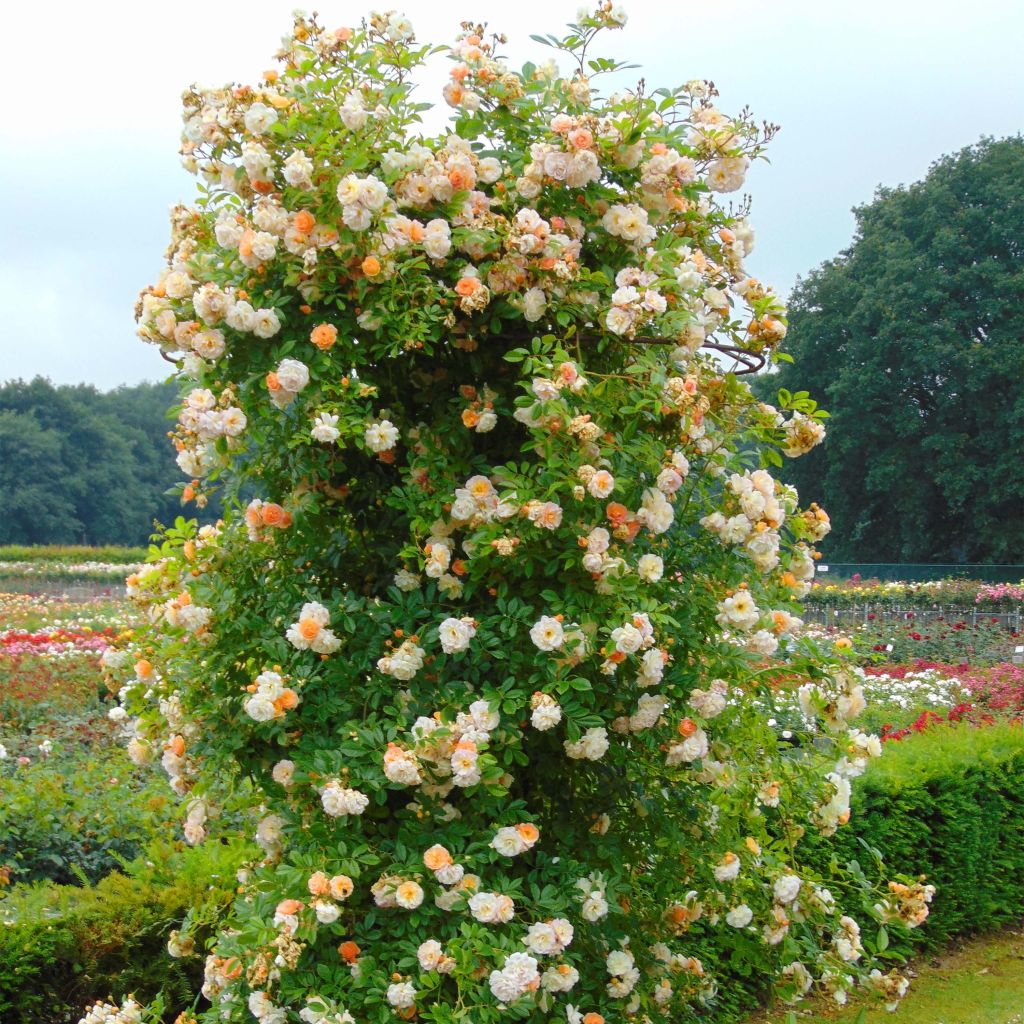 Rosa multiflora Ghislaine de Féligonde