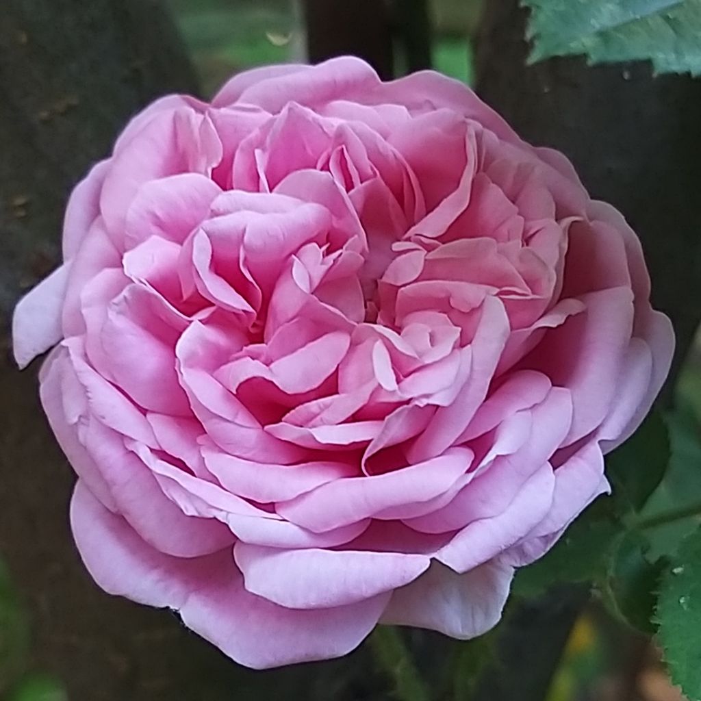 Rosa centifoglia Salet