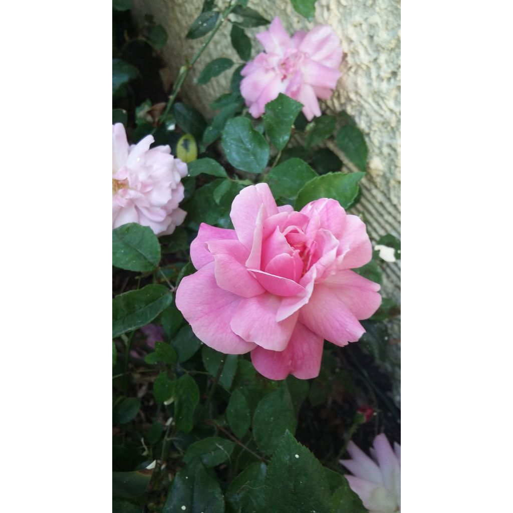 Rosa chinensis Old Blush - Rosa cinese