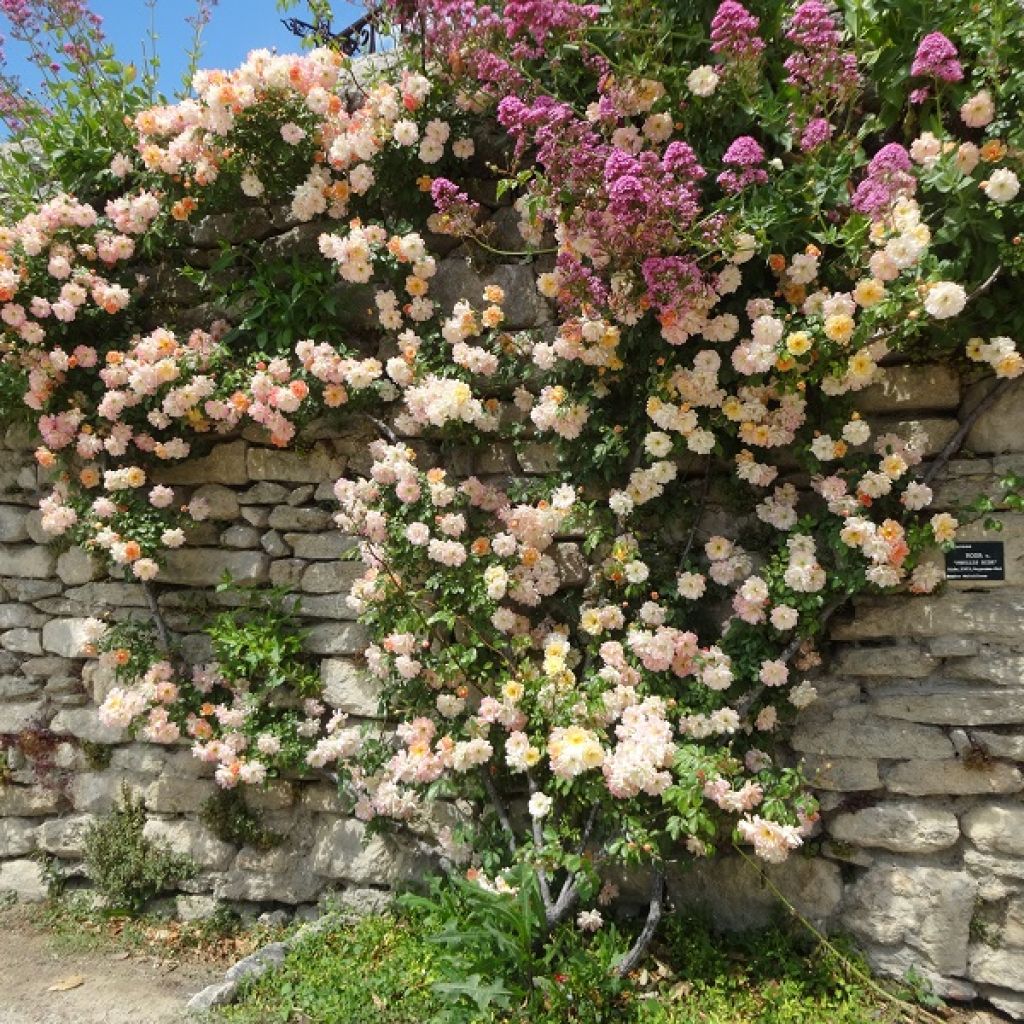 Rosa multiflora Phyllis Bide