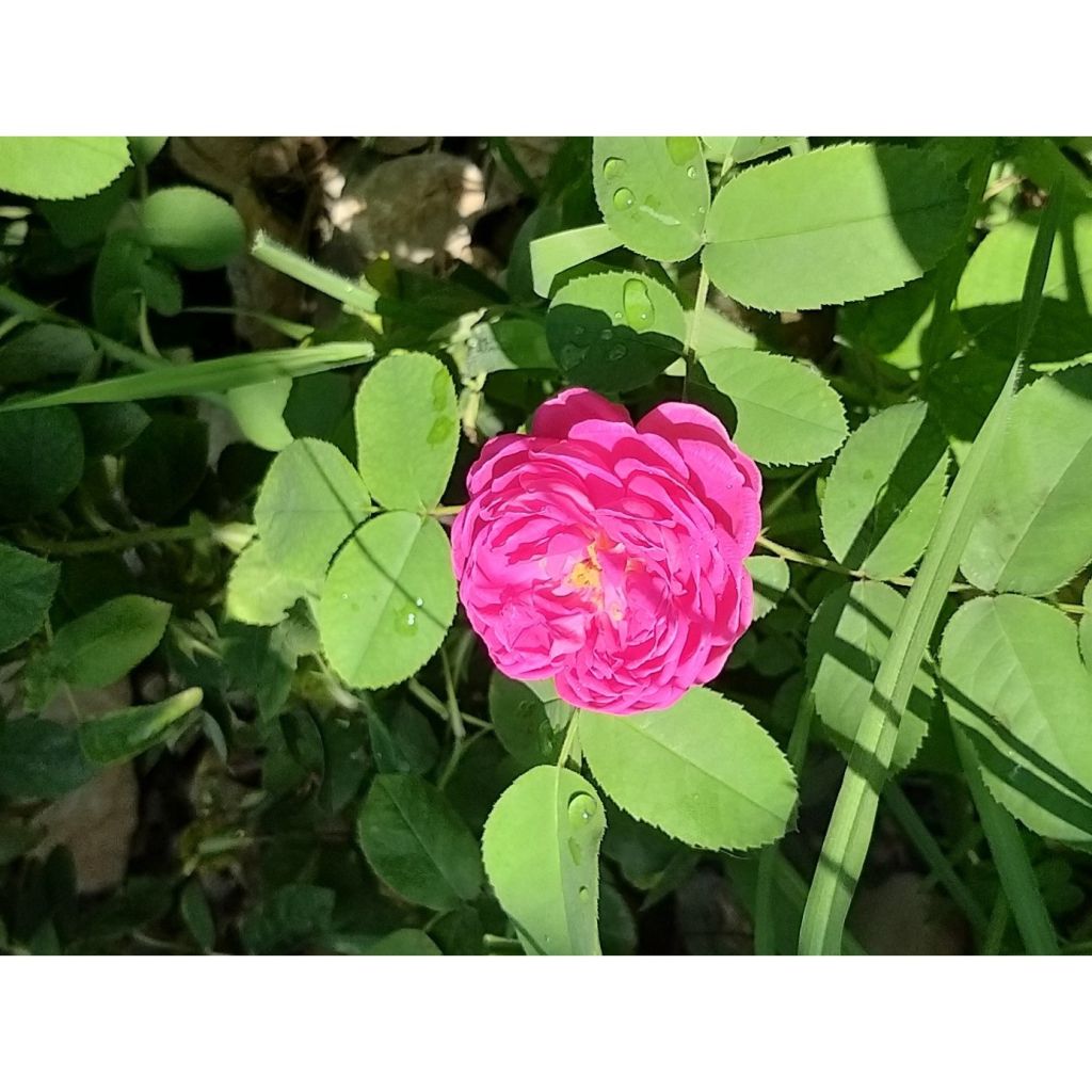 Rosa antica Rose de Rescht