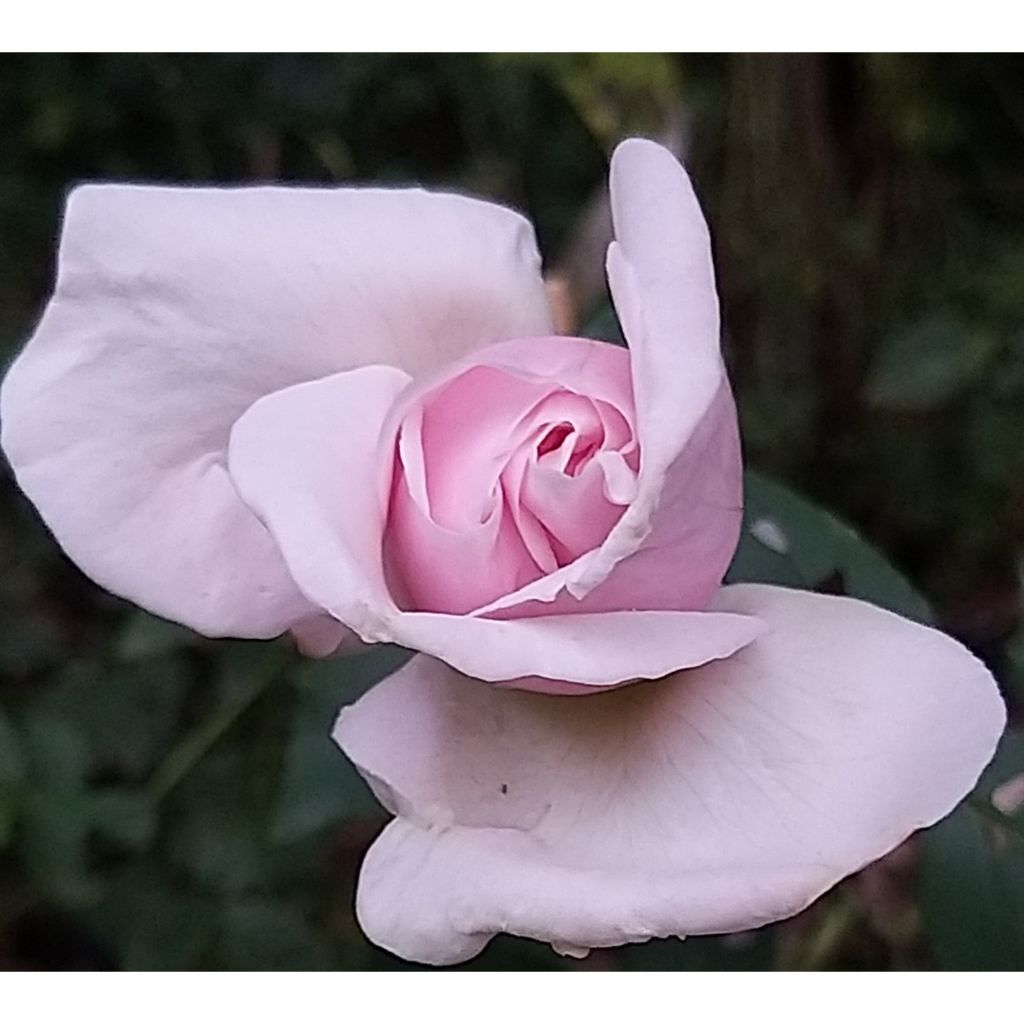 Rosa antica Souvenir de la Malmaison