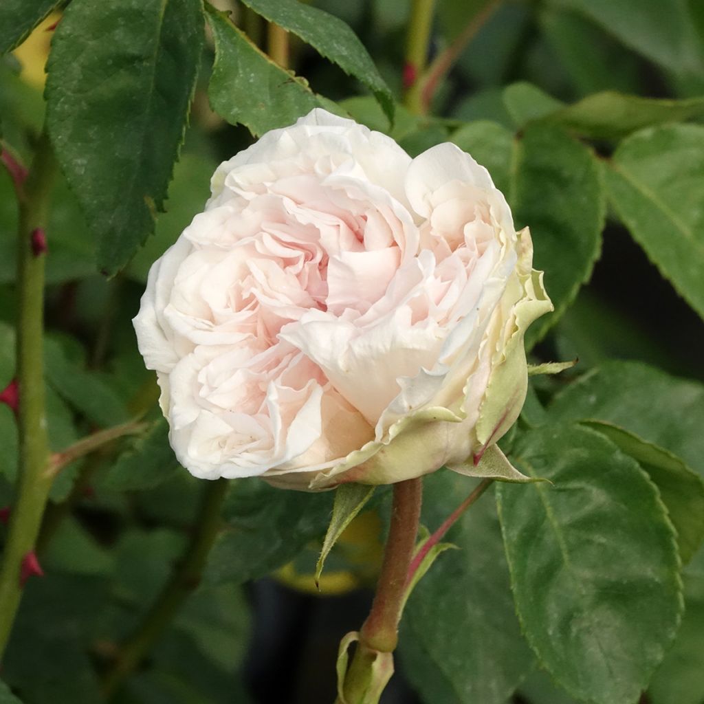 Rosa antica Souvenir de la Malmaison