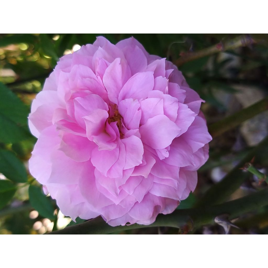 Rosa Fragrant Old purple - Rose ibrida di tea