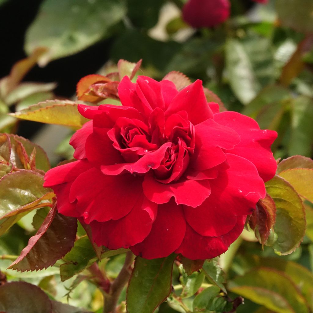 Rosa Hamlet Harfervour
