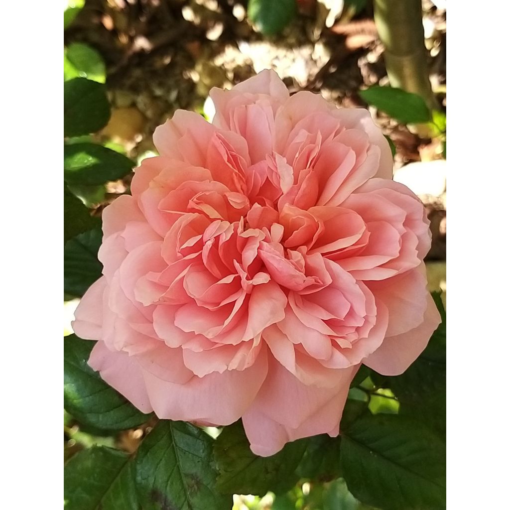 Rosa English Legend Rose de Cornouaille