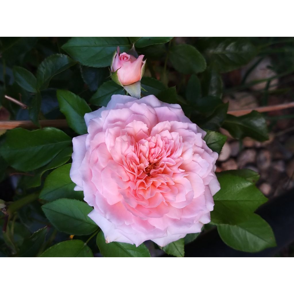 Rosa English Legend Rose de Cornouaille