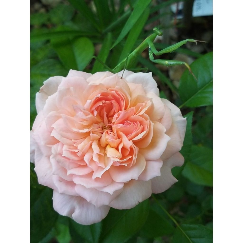 Rosa English Legend Rose de Cornouaille
