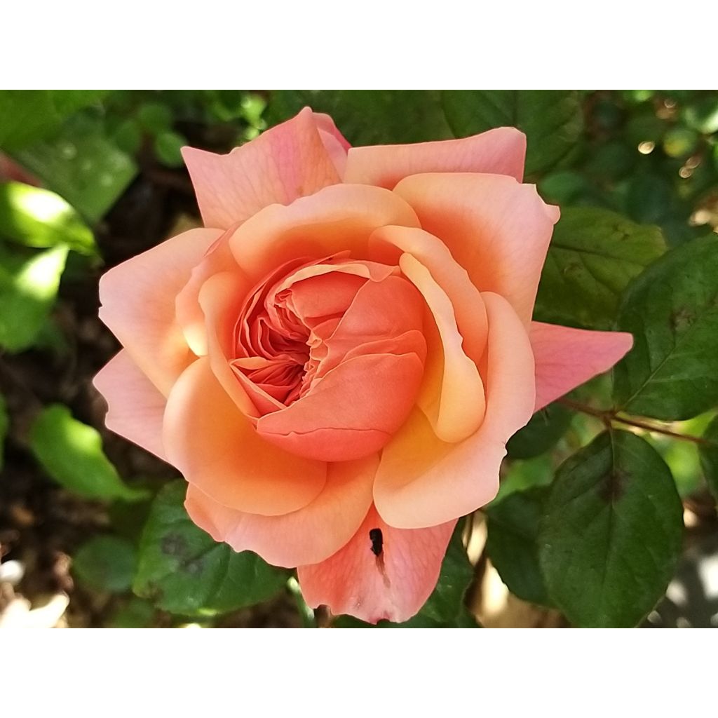 Rosa English Legend Rose de Cornouaille