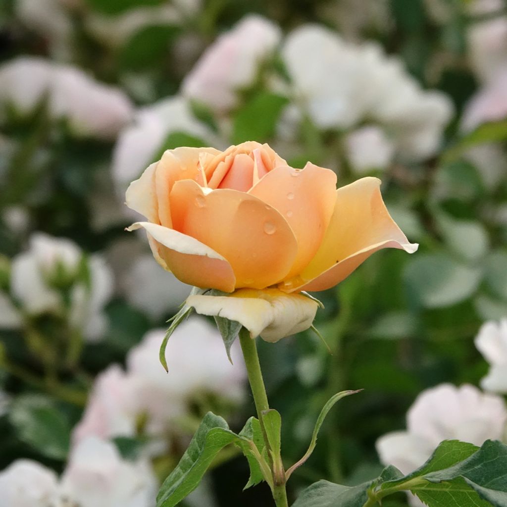 Rosa English Legend Sherlock Holmes