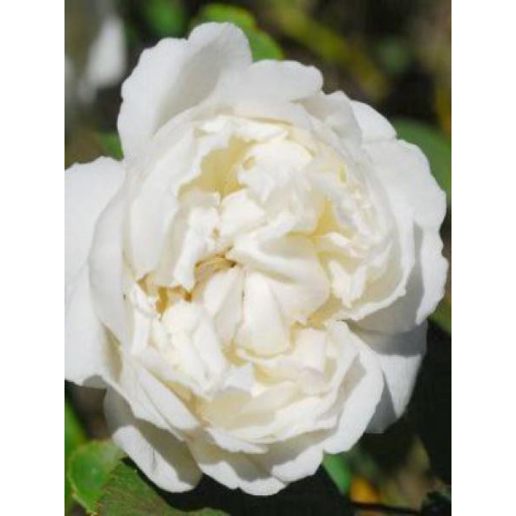 Rosier David Austin Winchester Cathedral