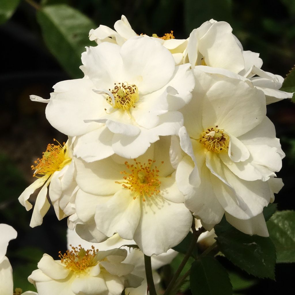 Rosa moscata Omi Oswald