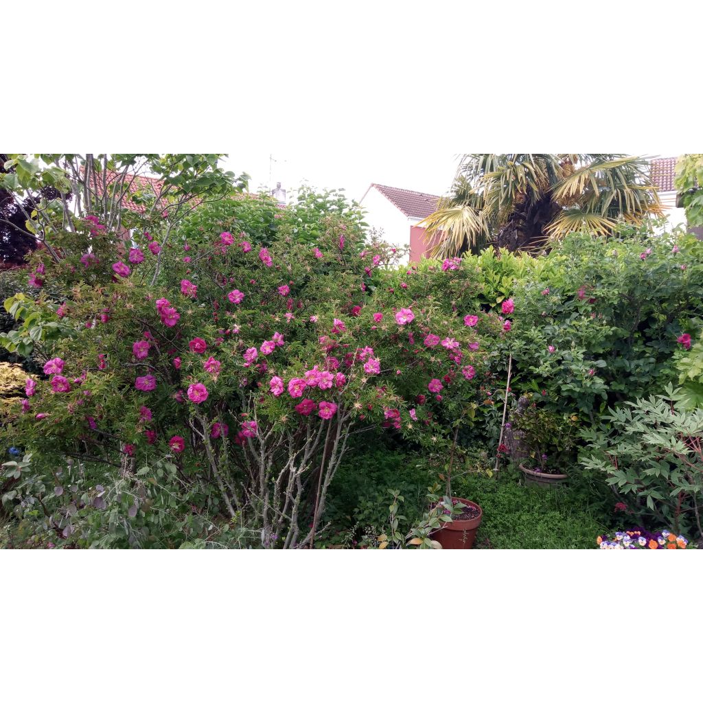 Rosa nitida - Rosa botanico