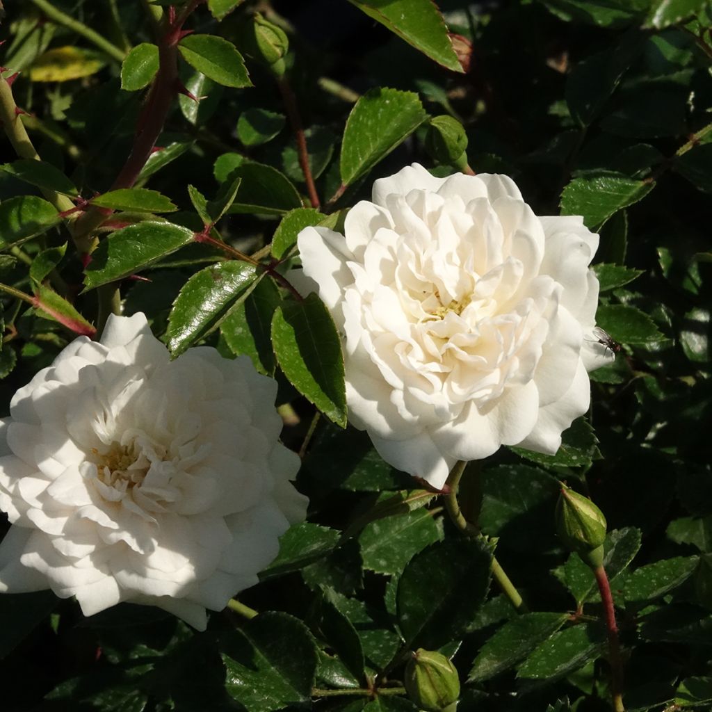 Rosa tappezzante Sea Foam