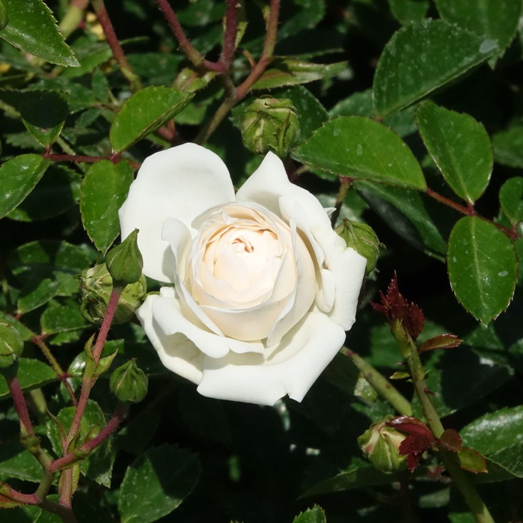 Rosa tappezzante Sea Foam