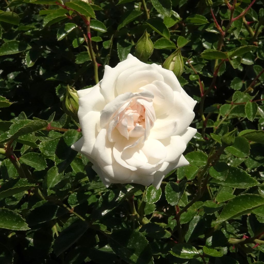 Rosa tappezzante Sea Foam