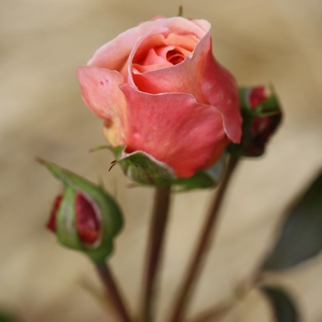 Rosa A Shropshire Lad