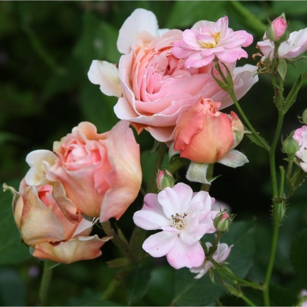 Rosa A Shropshire Lad