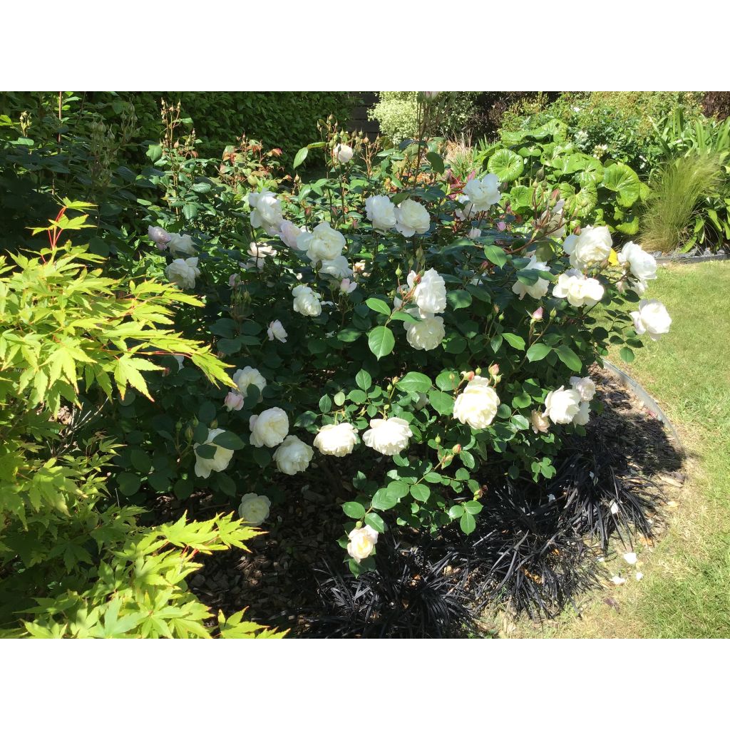 Rosa Desdemona