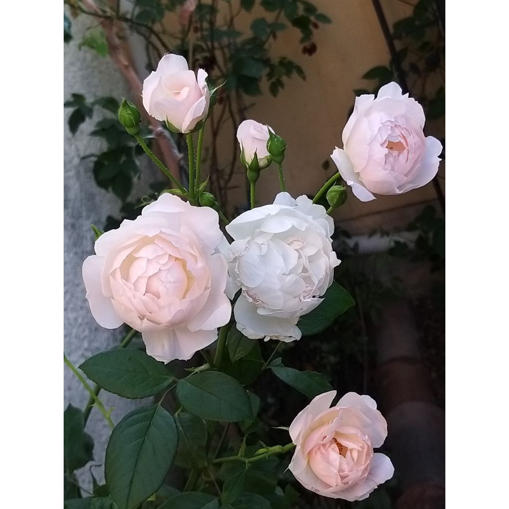 Rosa Desdemona