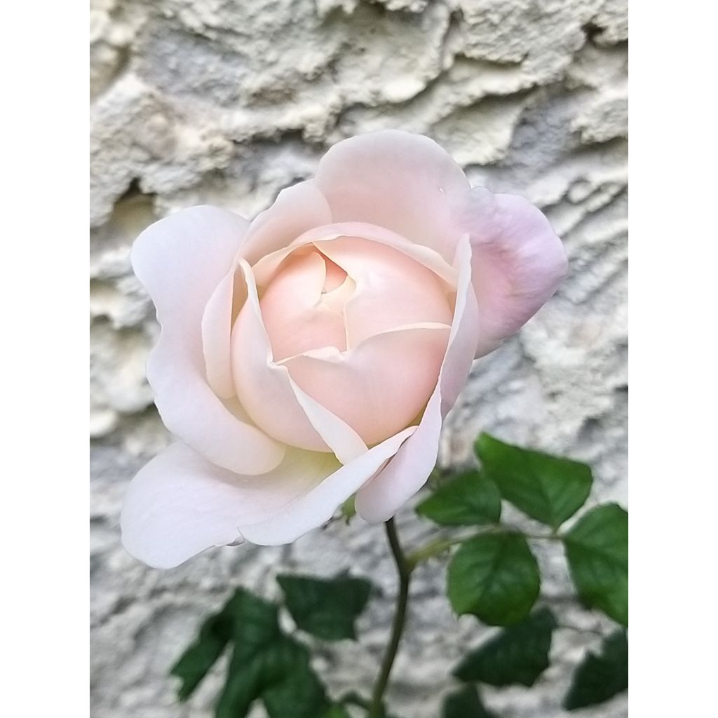 Rosa Desdemona